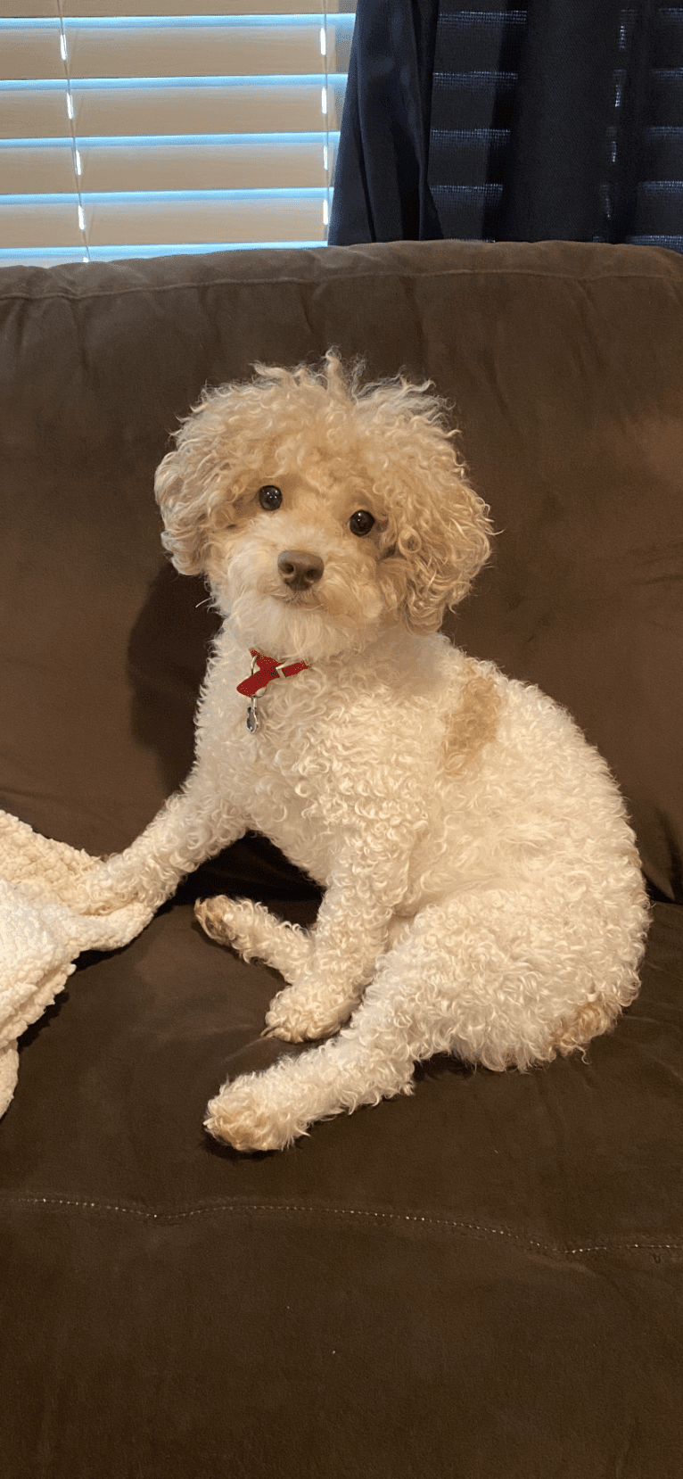 Reeves The Majestic, a Poodle (Small) tested with EmbarkVet.com