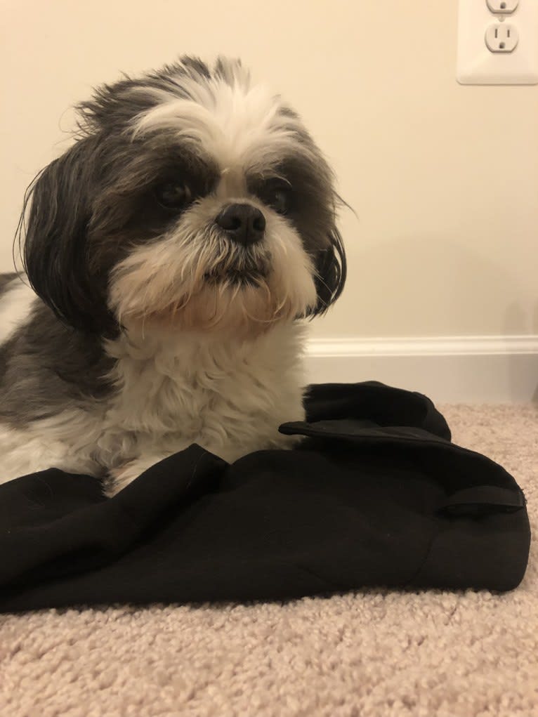 Harvey, a Shih Tzu tested with EmbarkVet.com