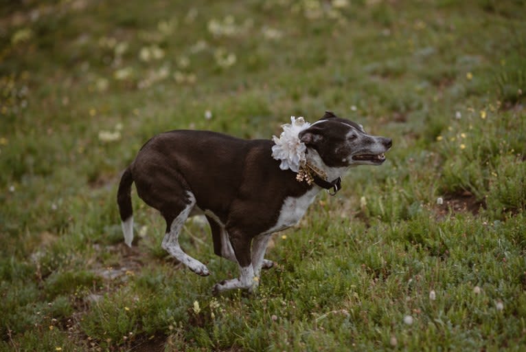 Rainey, a Mountain Cur and Collie mix tested with EmbarkVet.com
