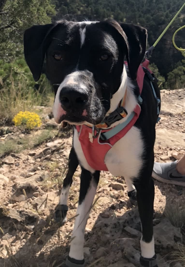 Dutch, an American Pit Bull Terrier and Australian Shepherd mix tested with EmbarkVet.com