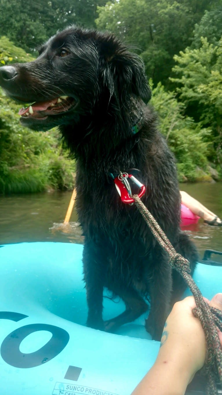 Ranger, a Labrador Retriever and Golden Retriever mix tested with EmbarkVet.com