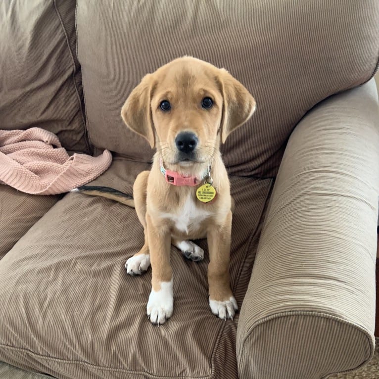 Elle, a Great Pyrenees and Labrador Retriever mix tested with EmbarkVet.com