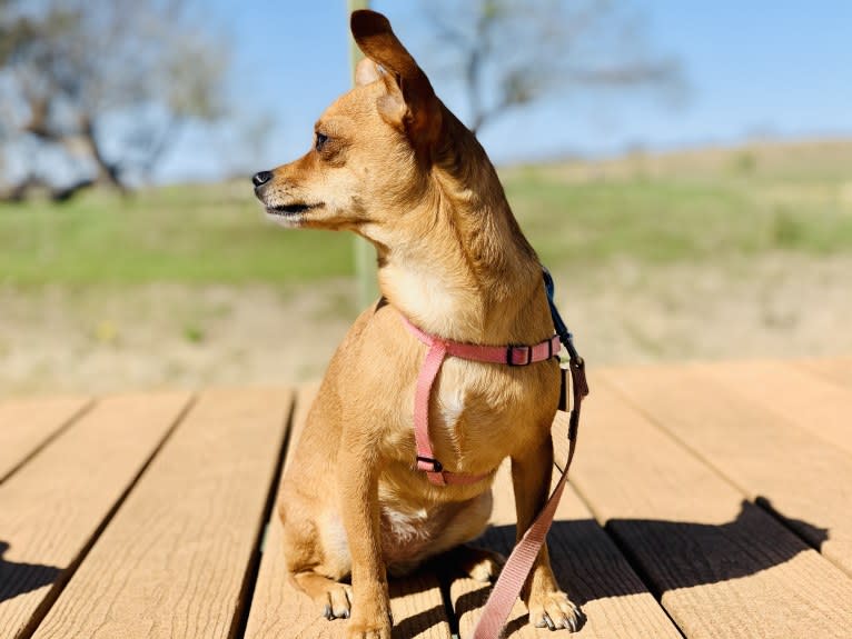 Figgy Smallz, a Miniature Pinscher and Chihuahua mix tested with EmbarkVet.com