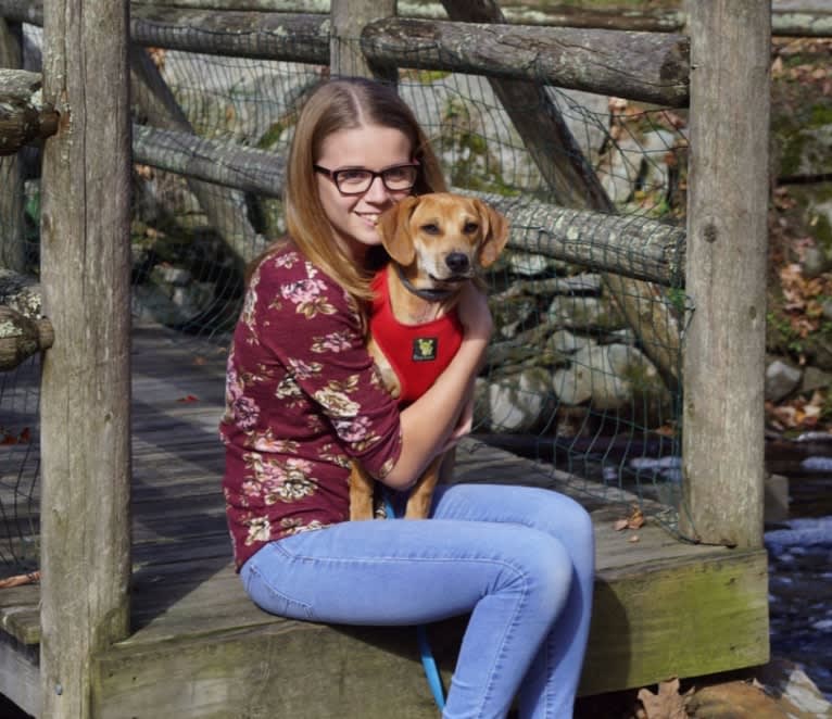 Steve, a Mountain Cur and Chihuahua mix tested with EmbarkVet.com