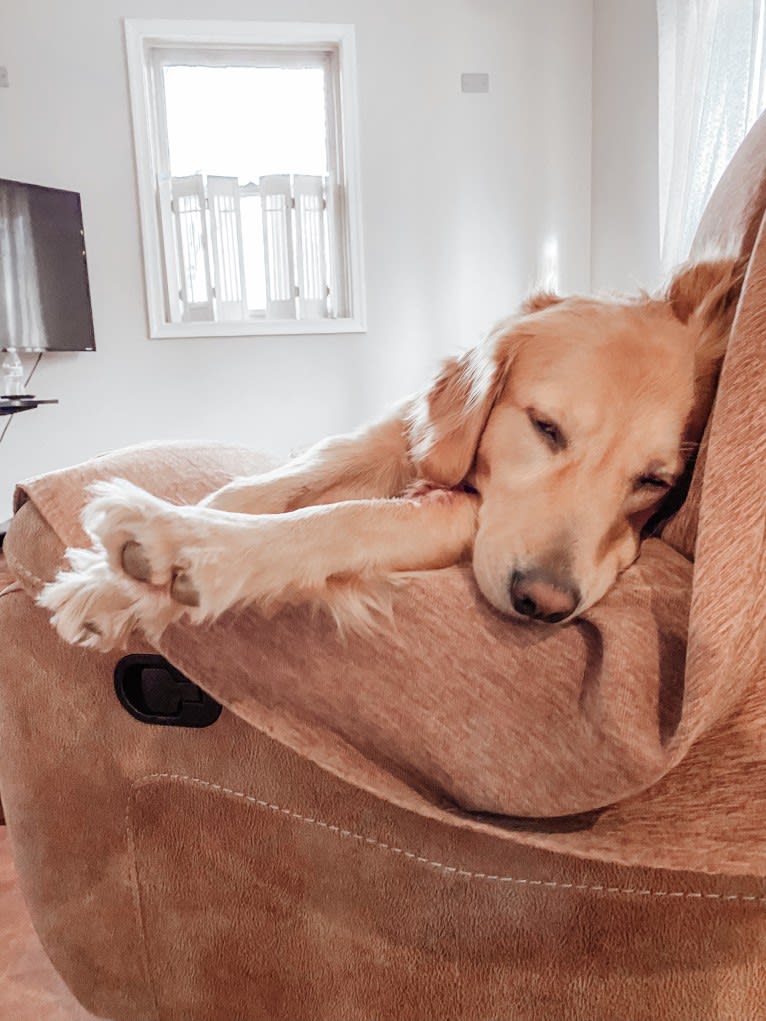 Marley, a Golden Retriever tested with EmbarkVet.com