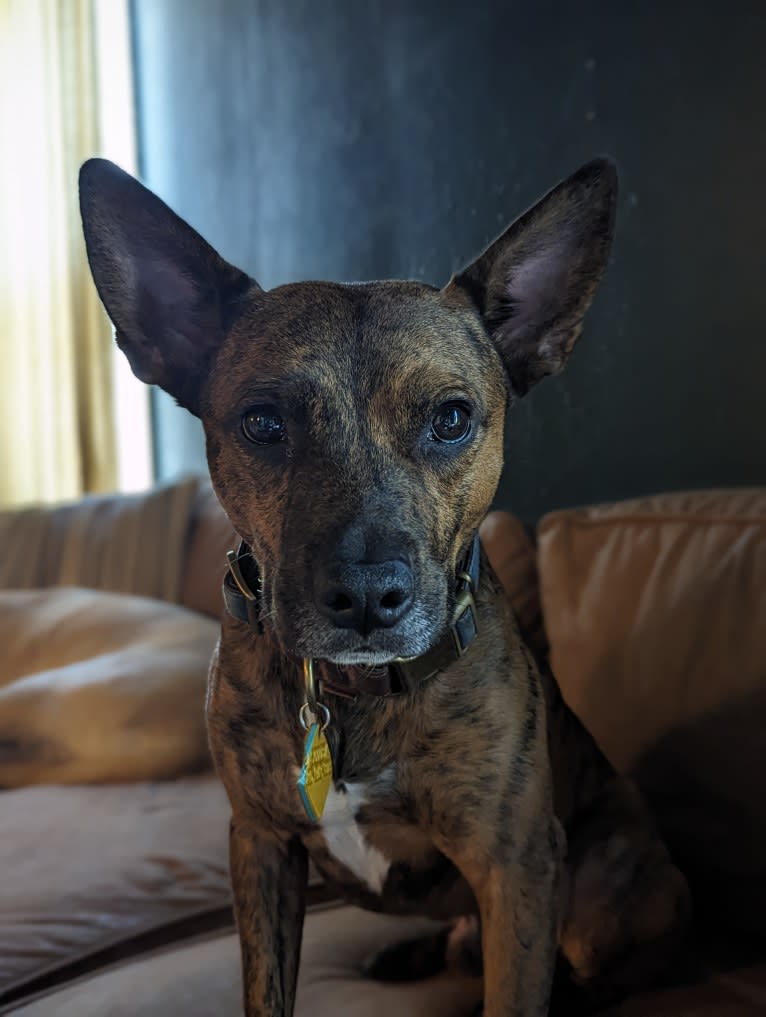Scooby, an American Pit Bull Terrier and Australian Cattle Dog mix tested with EmbarkVet.com