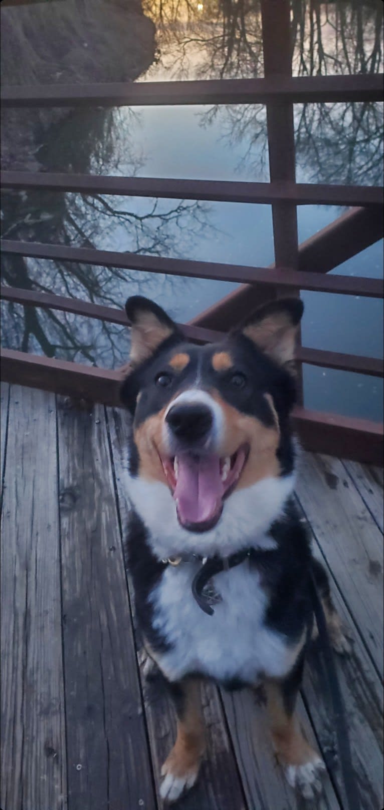 Rogue, a Siberian Husky and Border Collie mix tested with EmbarkVet.com