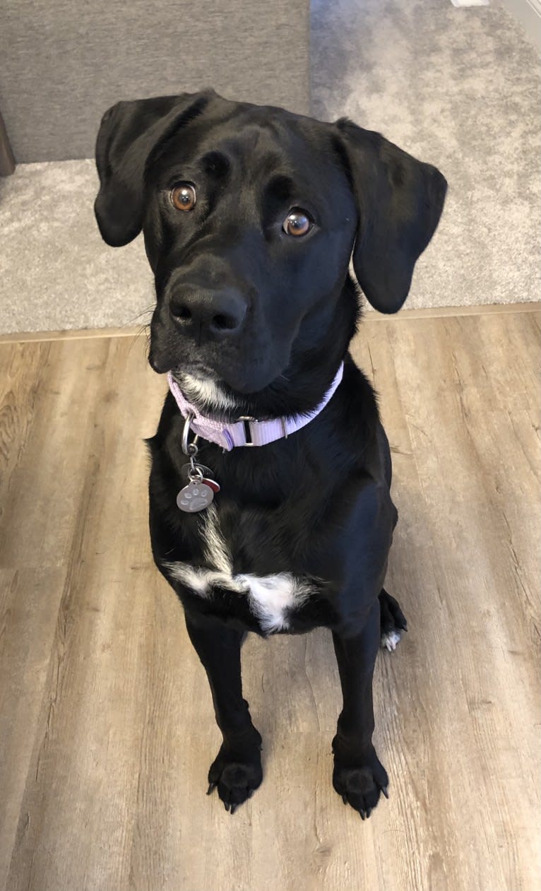 Remi, a Newfoundland and American Pit Bull Terrier mix tested with EmbarkVet.com