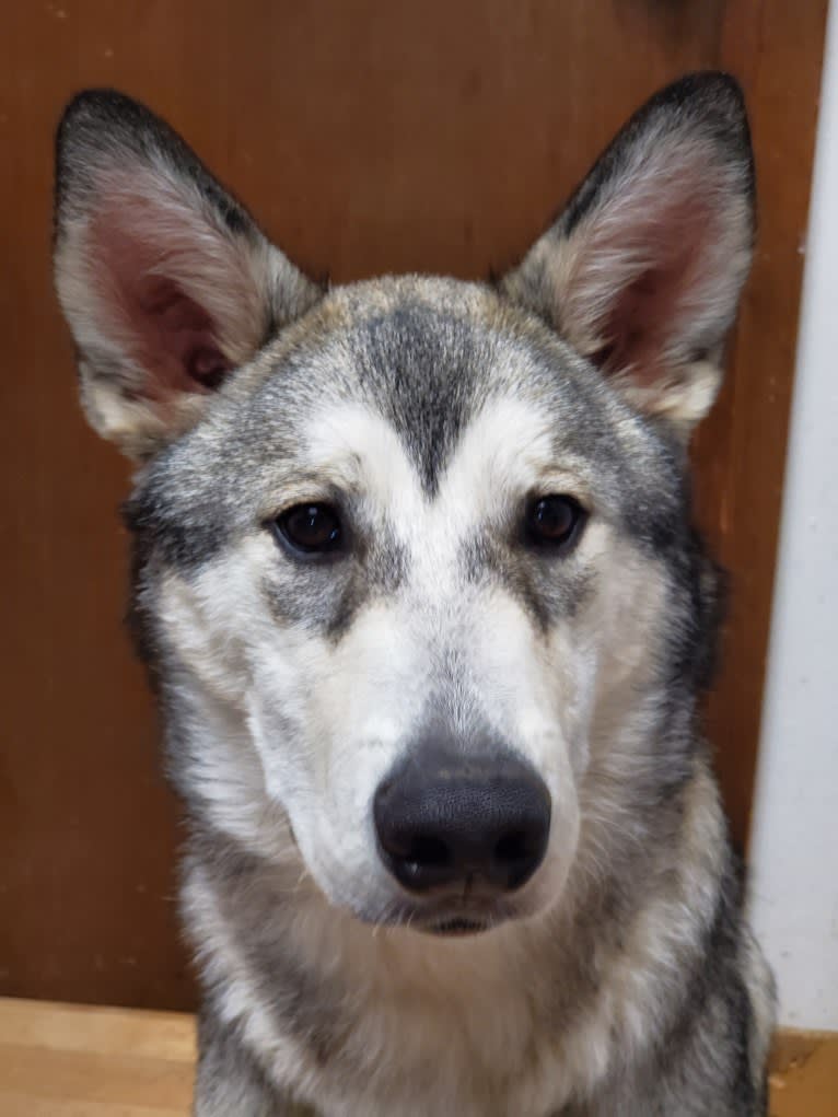 Yomi, an Alaskan Malamute and Siberian Husky mix tested with EmbarkVet.com