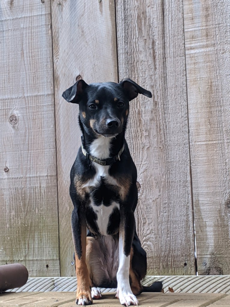 Blanche, a Rat Terrier and Dachshund mix tested with EmbarkVet.com