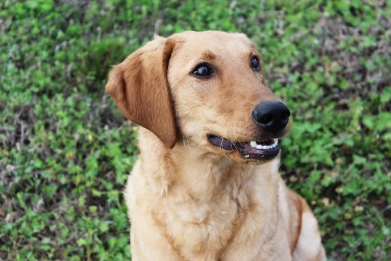 Murphy, a Labradoodle tested with EmbarkVet.com