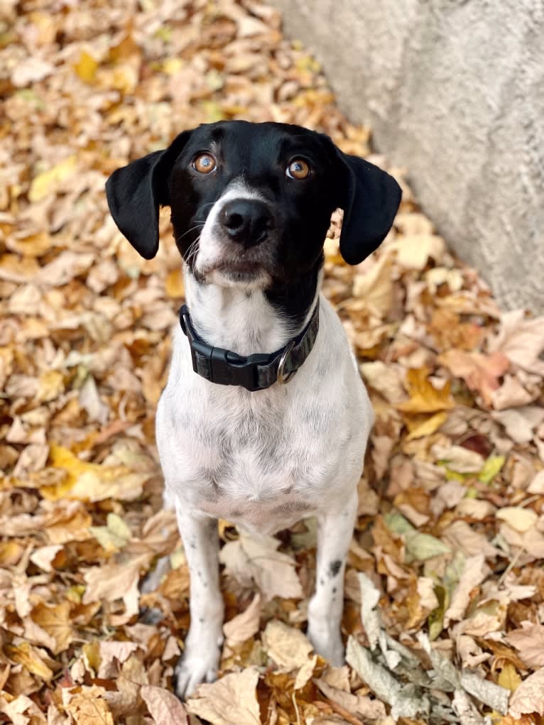 Archie, a Beagle and Australian Cattle Dog mix tested with EmbarkVet.com