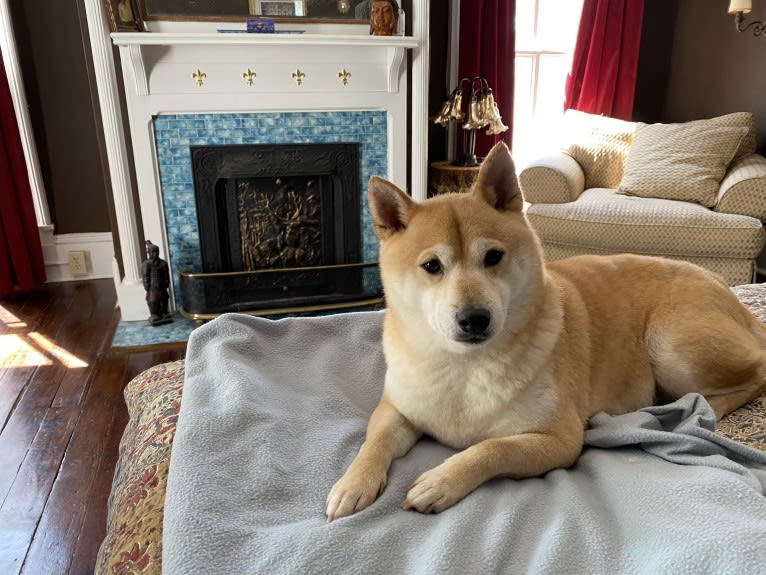 Cymba, a Shiba Inu tested with EmbarkVet.com