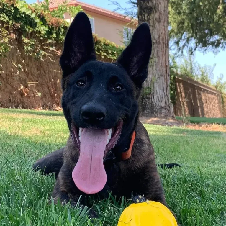 Static, a Dutch Shepherd tested with EmbarkVet.com