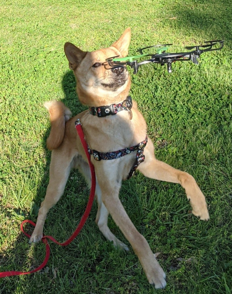 Apollo, a Jindo tested with EmbarkVet.com