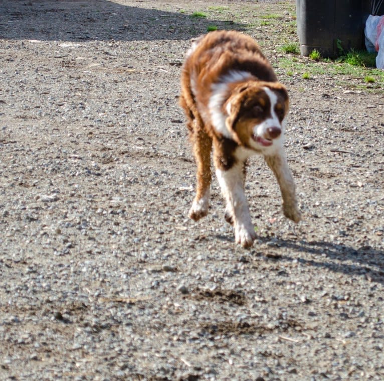 Klutch, an Australian Shepherd tested with EmbarkVet.com