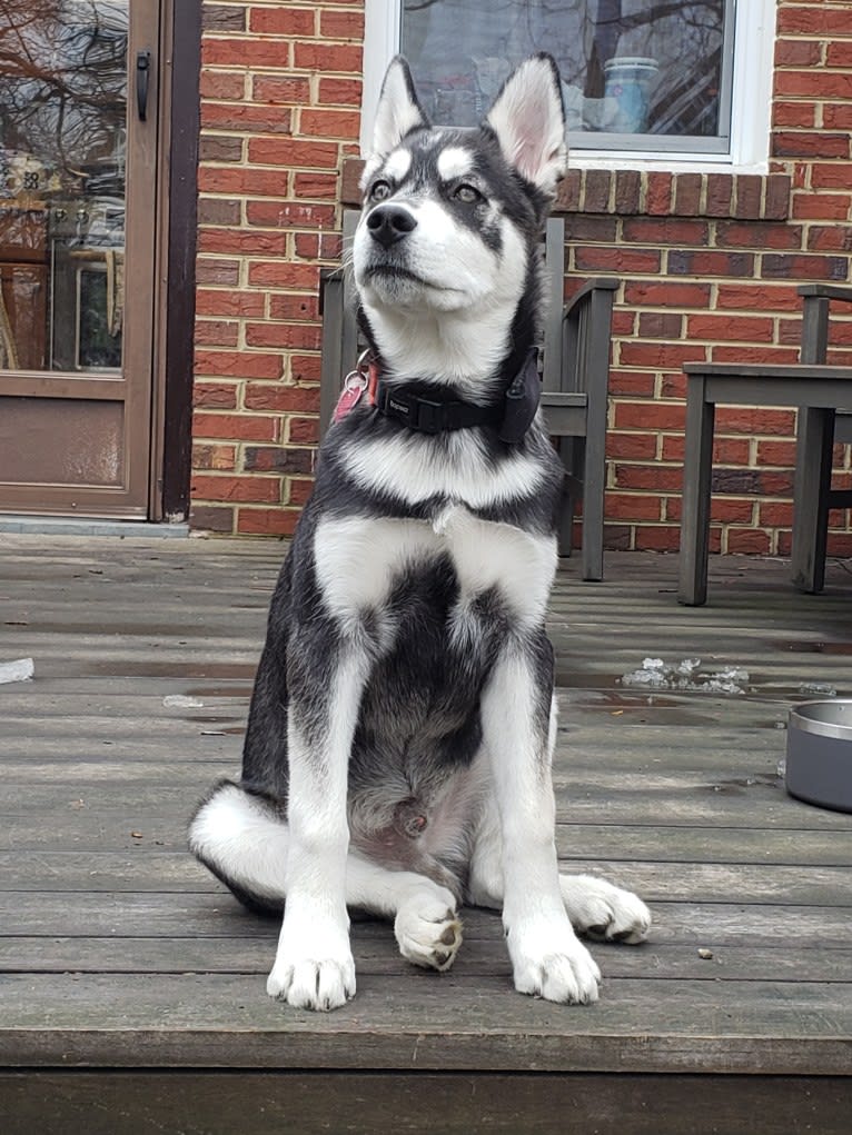 Rocket, a Siberian Husky and Alaskan Malamute mix tested with EmbarkVet.com