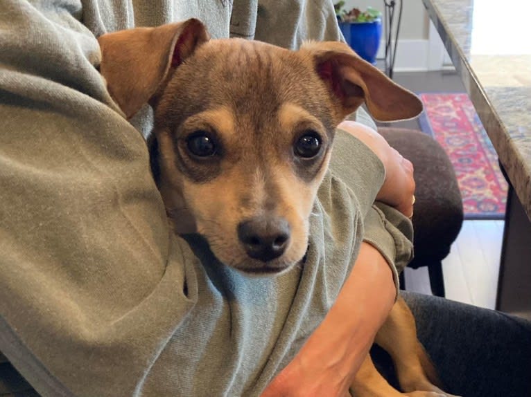 Milo, a Chihuahua and Rat Terrier mix tested with EmbarkVet.com