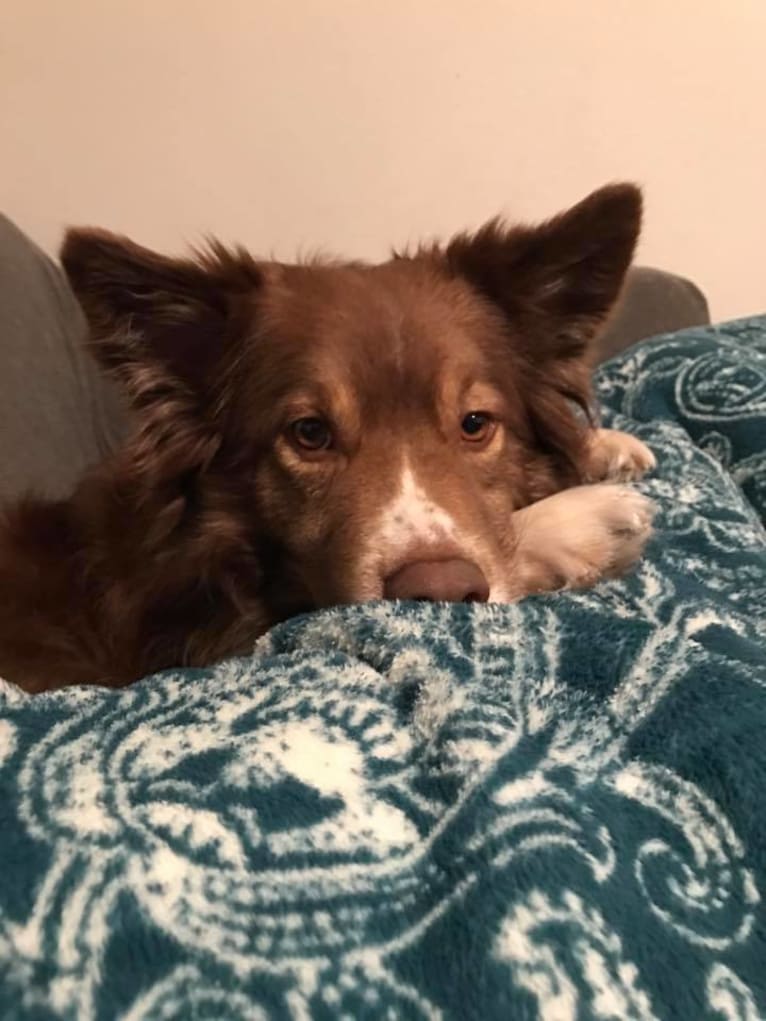 Leo, a Miniature/MAS-type Australian Shepherd and Alaskan Malamute mix tested with EmbarkVet.com