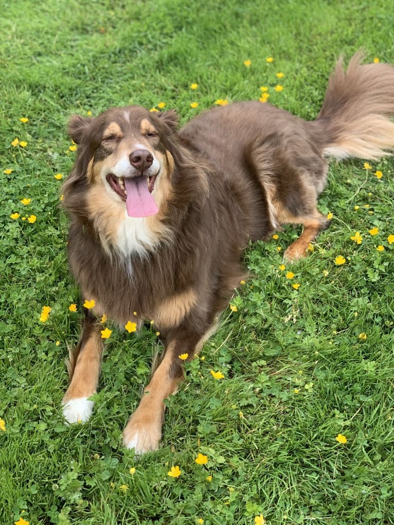 Rosie O'Doggell, an Australian Shepherd and German Shepherd Dog mix tested with EmbarkVet.com