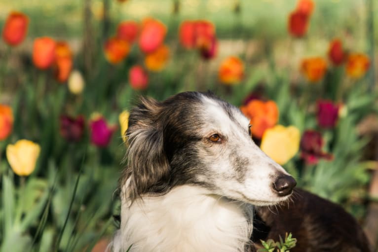 D'Artagnan, a Silken Windhound tested with EmbarkVet.com