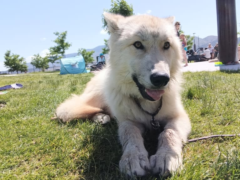 Valefor a dog tested with EmbarkVet.com
