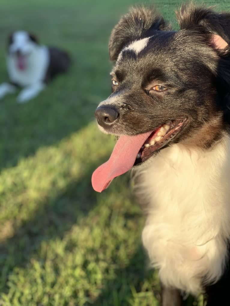 Brees, a Miniature/MAS-type Australian Shepherd and Australian Cattle Dog mix tested with EmbarkVet.com