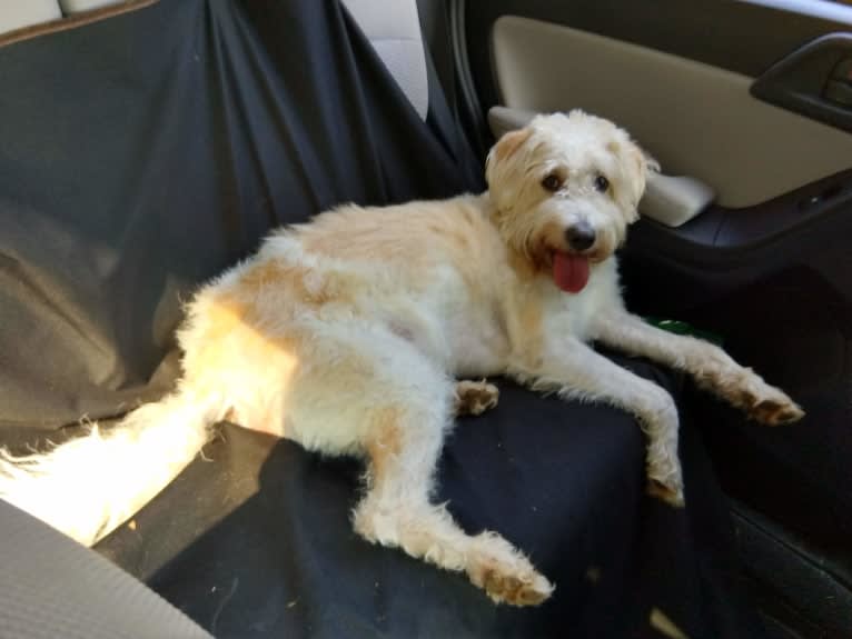 Cam, a Miniature Schnauzer and Cocker Spaniel mix tested with EmbarkVet.com