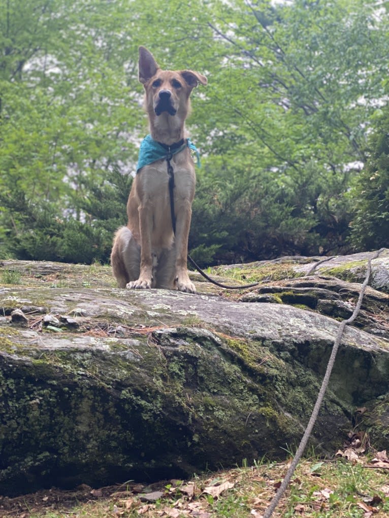 Jasper, a German Shepherd Dog and Australian Shepherd mix tested with EmbarkVet.com