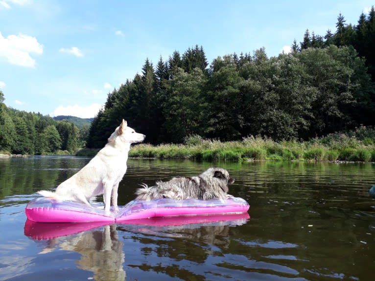 Widu, a Canaan Dog tested with EmbarkVet.com