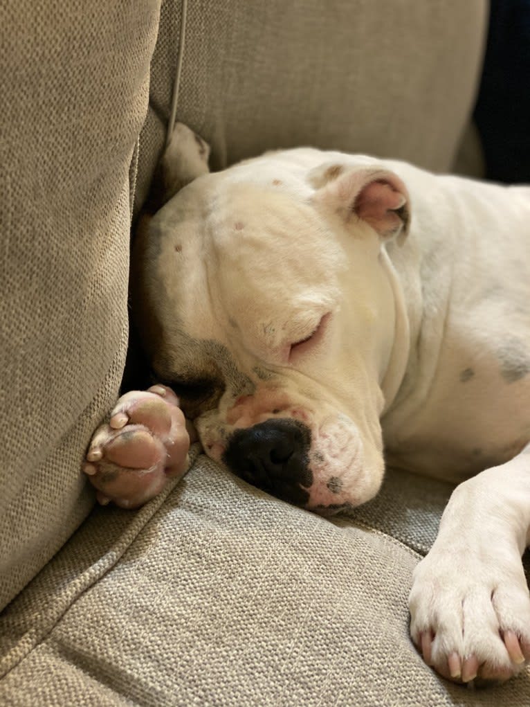 Kobe, a Bulldog and American Pit Bull Terrier mix tested with EmbarkVet.com