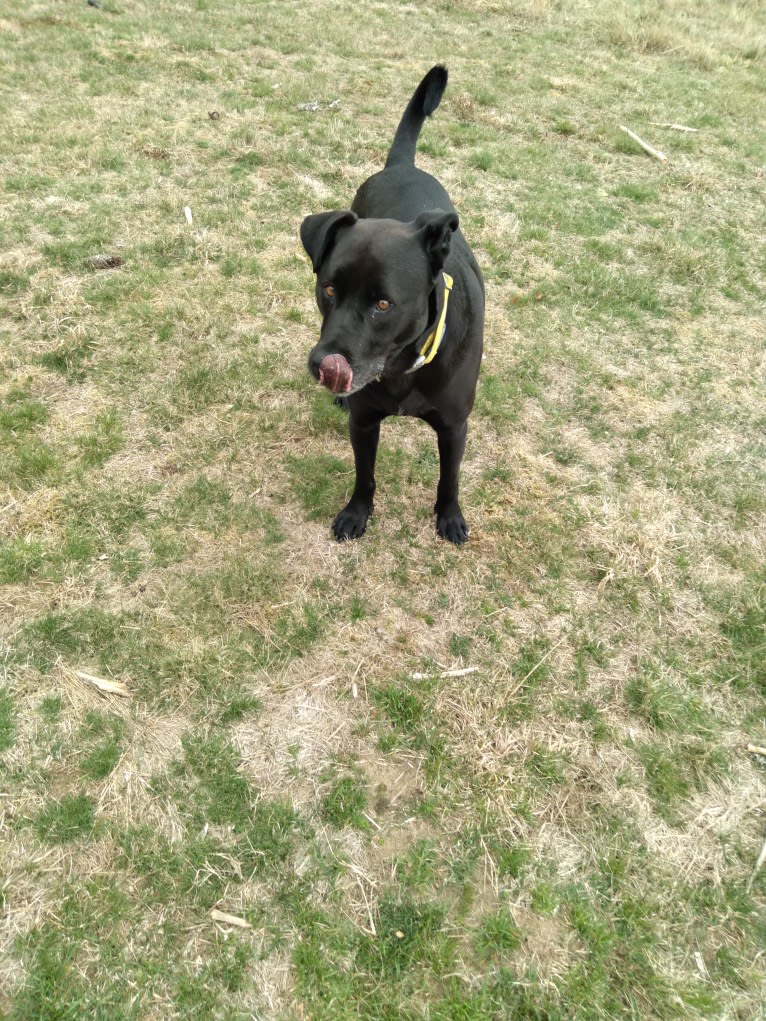 Pogie, an American Pit Bull Terrier and German Shepherd Dog mix tested with EmbarkVet.com