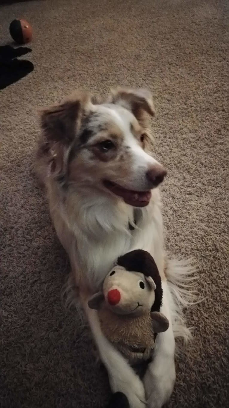 Brizzie, an Australian Shepherd tested with EmbarkVet.com