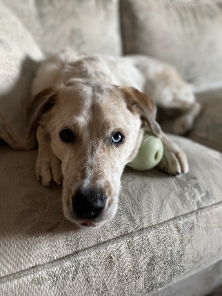 Maxwell, an Australian Shepherd and Australian Cattle Dog mix tested with EmbarkVet.com