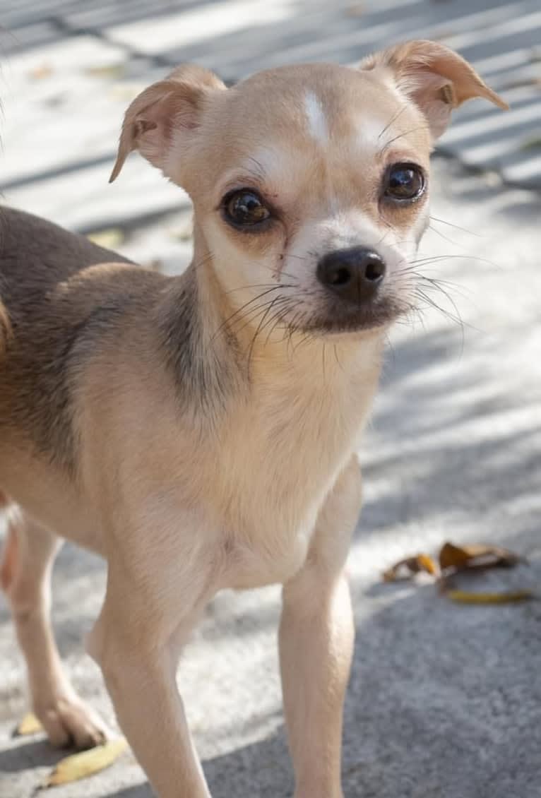 Ferb, a Chihuahua and Shih Tzu mix tested with EmbarkVet.com