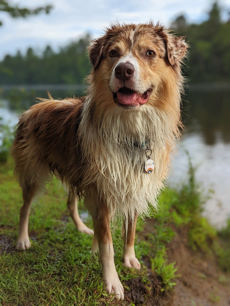 Neville, an Australian Shepherd tested with EmbarkVet.com