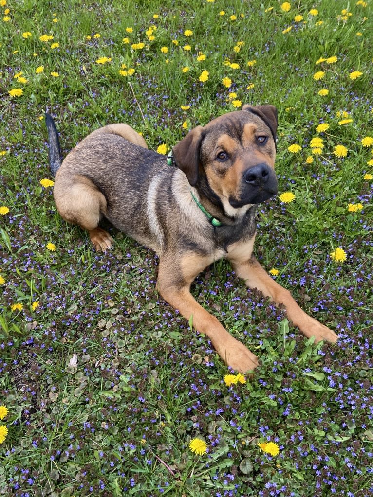 Lenny, a Rottweiler and American Pit Bull Terrier mix tested with EmbarkVet.com