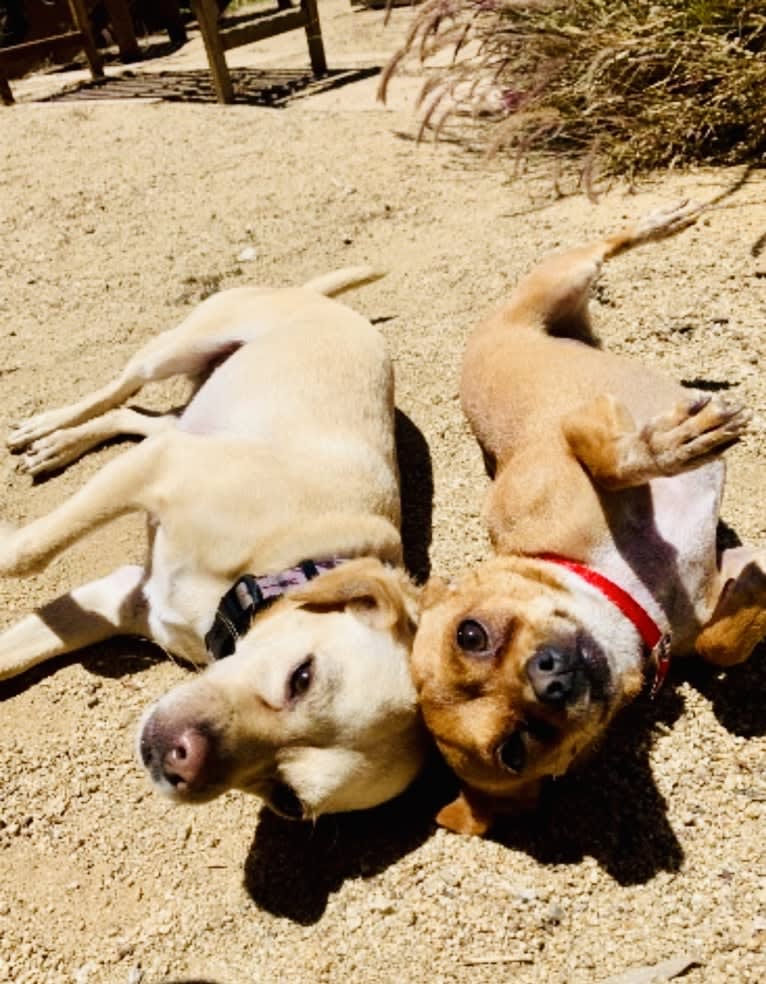 Dusty, a Poodle (Small) and Chihuahua mix tested with EmbarkVet.com