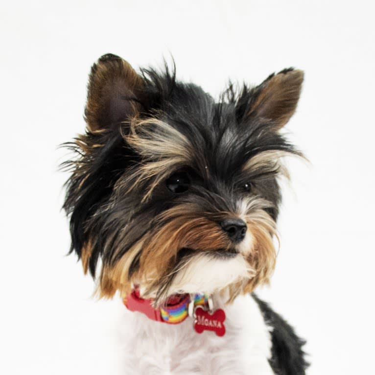 Moana, a Biewer Terrier tested with EmbarkVet.com