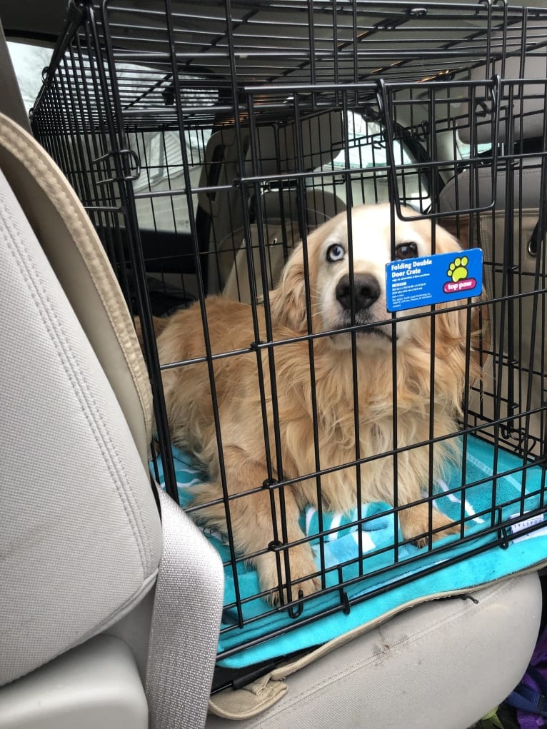 Jericho, a Golden Retriever and Shih Tzu mix tested with EmbarkVet.com