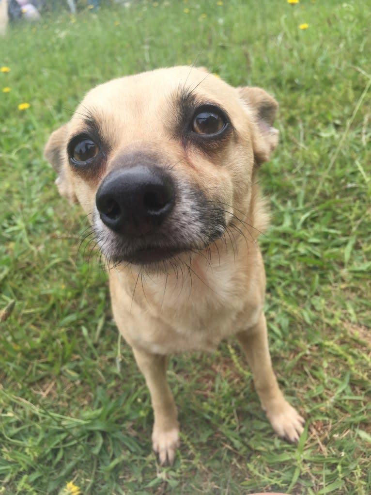 Wookie, a Chihuahua and West Highland White Terrier mix tested with EmbarkVet.com