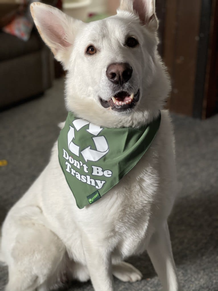 Apollo, a German Shepherd Dog and Maremma Sheepdog mix tested with EmbarkVet.com