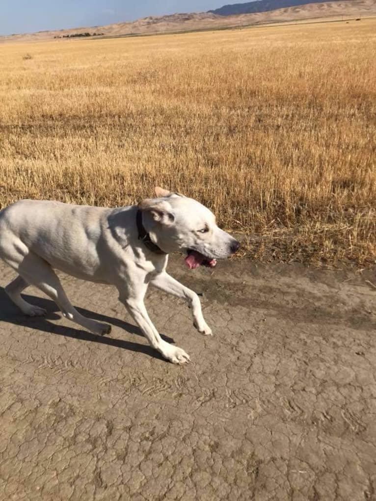 Vash the Stampede, a Siberian Husky and Bluetick Coonhound mix tested with EmbarkVet.com