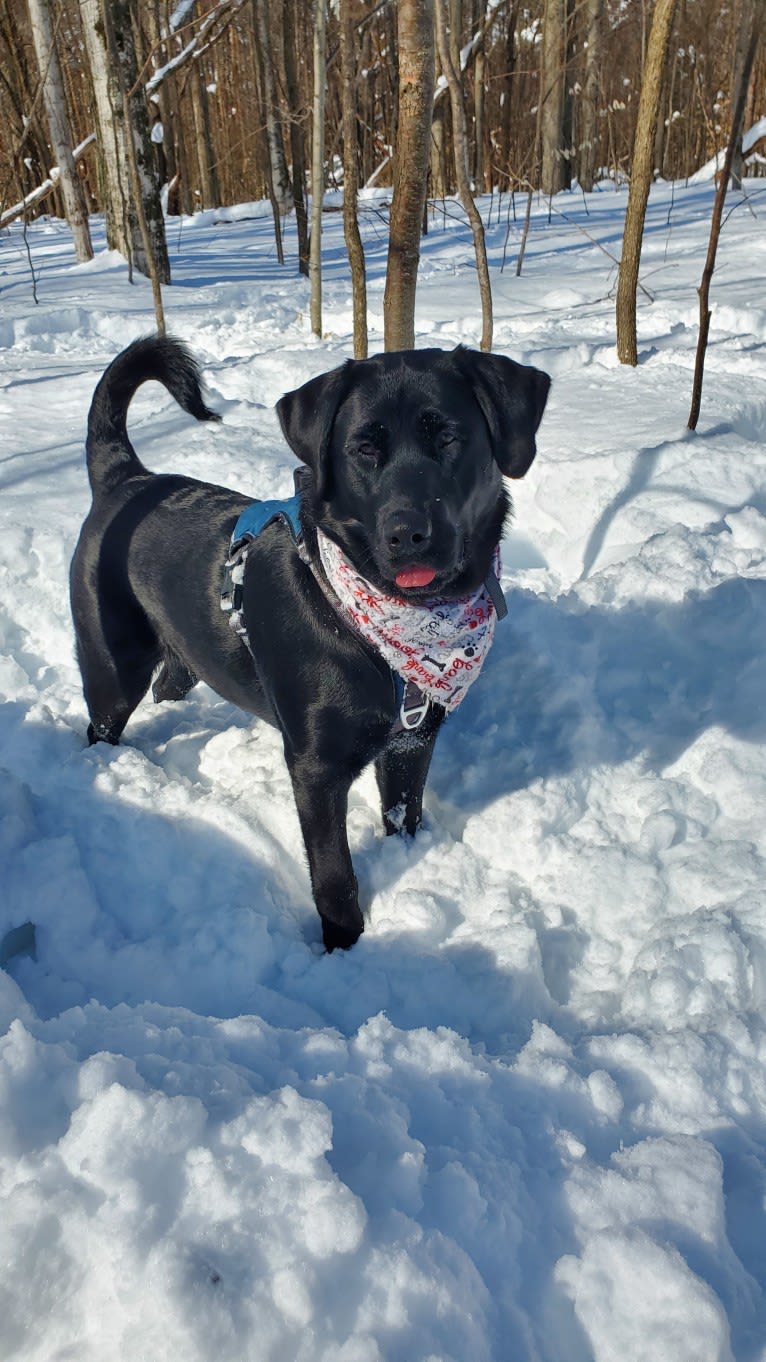 Chowder, a Siberian Husky and Labrador Retriever mix tested with EmbarkVet.com