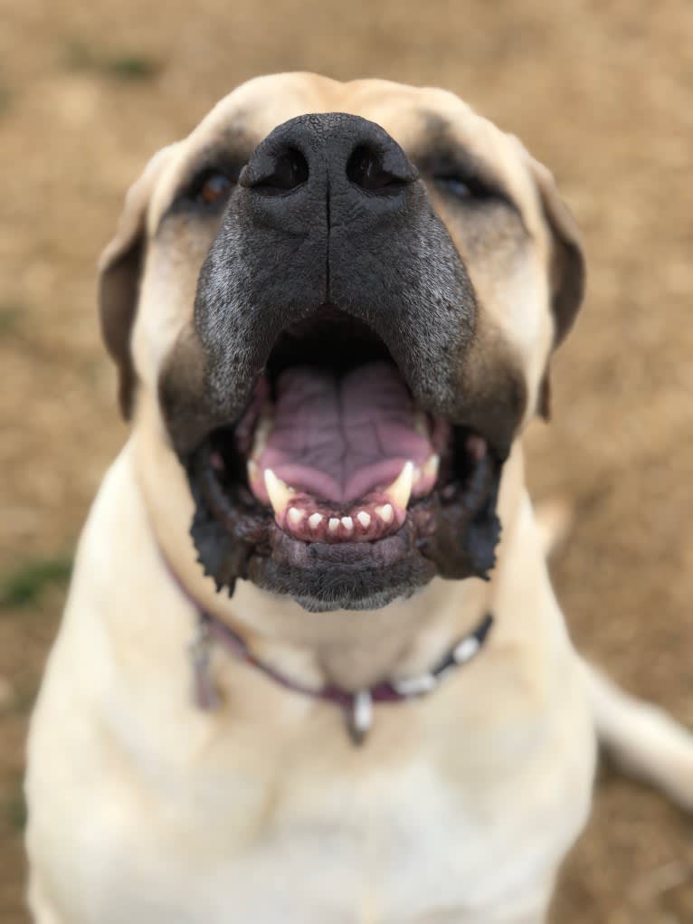 Luna, a Mastiff tested with EmbarkVet.com