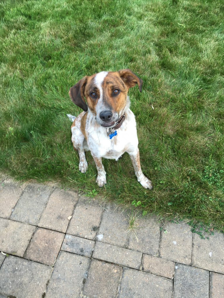 Ruger, an Australian Cattle Dog and Beagle mix tested with EmbarkVet.com