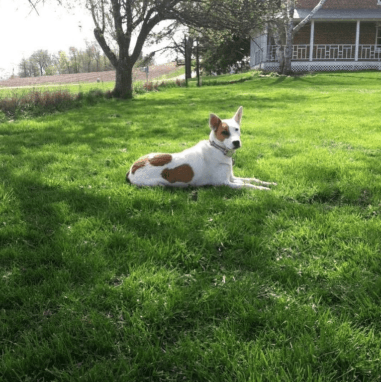 Kitsune, an American Pit Bull Terrier and German Shepherd Dog mix tested with EmbarkVet.com