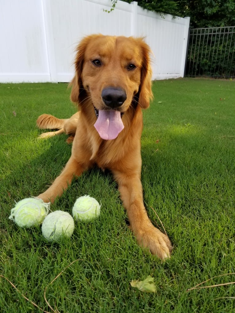 Ron, a Golden Retriever tested with EmbarkVet.com