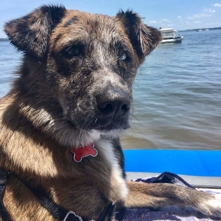 Skyye, a Catahoula Leopard Dog and Chow Chow mix tested with EmbarkVet.com