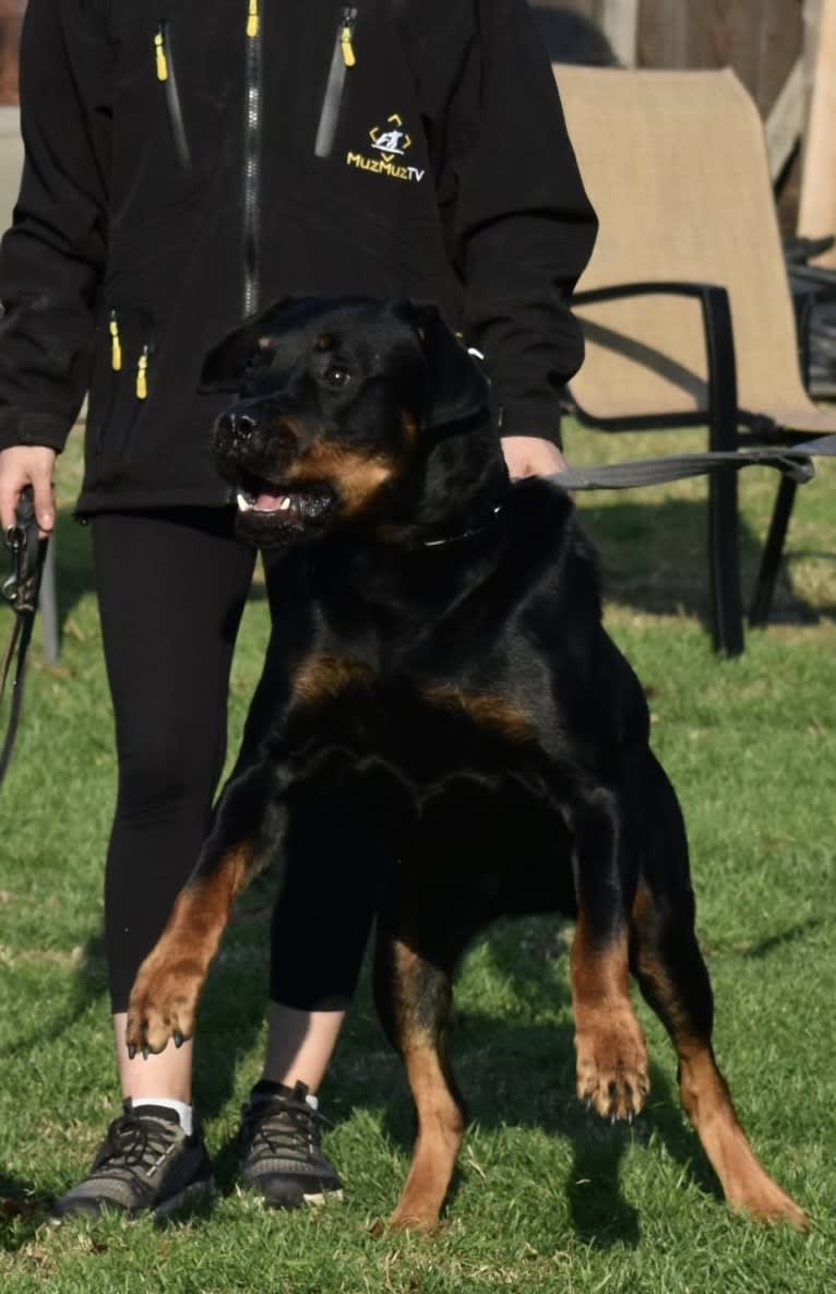 Wüstenhaus Samson, a Rottweiler tested with EmbarkVet.com